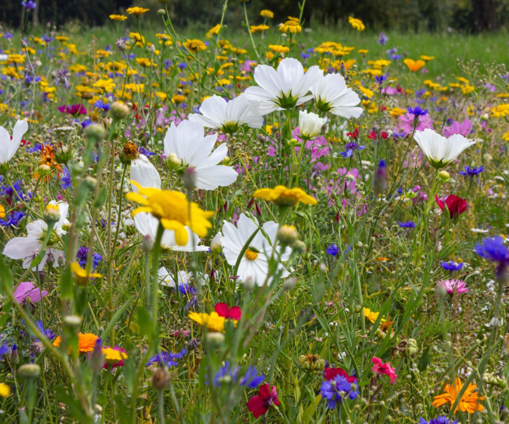 Jak zrobić łąkę kwietną krok po kroku