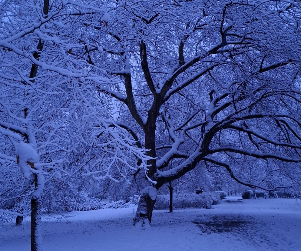 Opady śniegu w Kaliszu