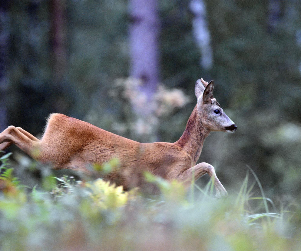 Około 900 wypadków i kolizji ze zwierzętami odnotowała w tym roku policja na Opolszczyźnie