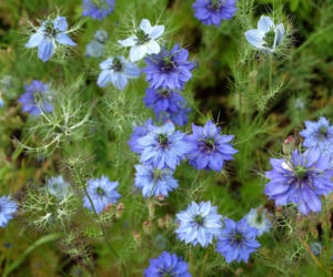 Czarnuszka damasceńska