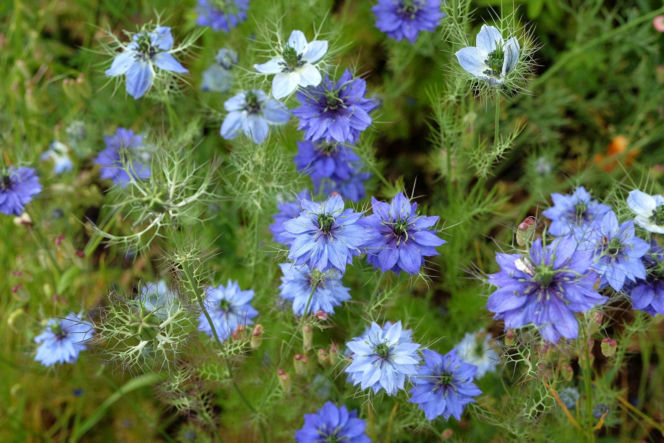 Czarnuszka damasceńska