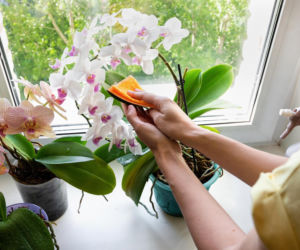 Wcieram to w liście storczyka, a on kwitnie po dwóch tygodniach. Pobudzająca wcierka do kwiatów, która przywraca kolor i jędrność. Pielęgnacja storczyków 