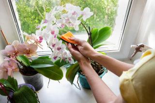 Wcieram to w liście storczyka, a on kwitnie po dwóch tygodniach. Pobudzająca wcierka do kwiatów, która przywraca kolor i jędrność. Pielęgnacja storczyków 