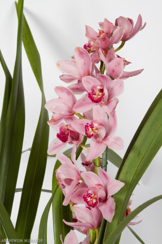 Cymbidium