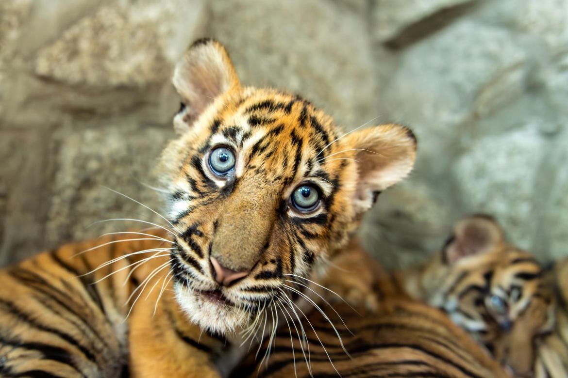 Niesamowite narodziny we wrocławskim zoo. Na świat przyszły cztery tygrysy sumatrzańskie 