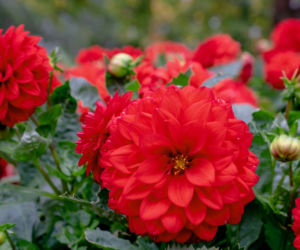 Dalia ogrodowa