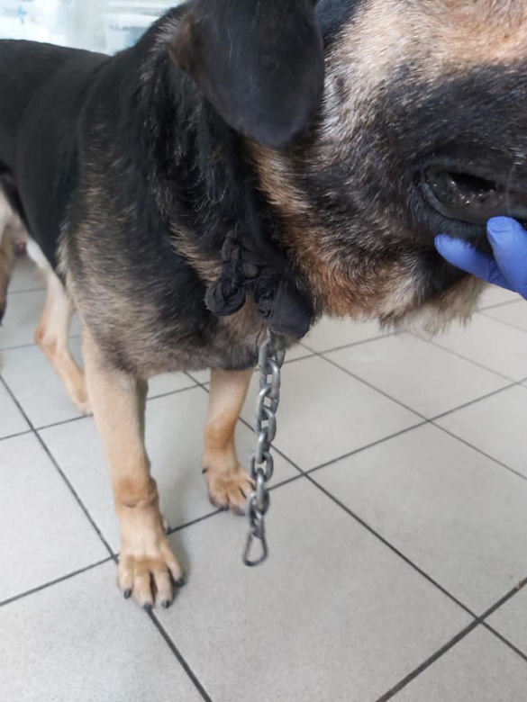 Nowy Dwór Maz. Miał łańcuch wrośnięty w skórę! "Odór rozkładającego się ciała" [ZDJĘCIA]