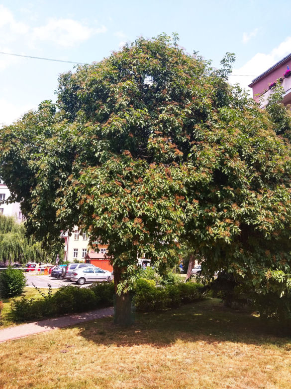 Rzeszowski bez czarny Drzewem Roku 2019