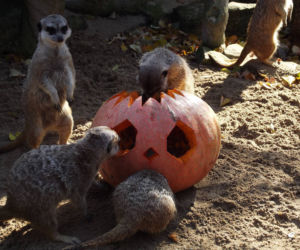Halloween w łódzkim zoo