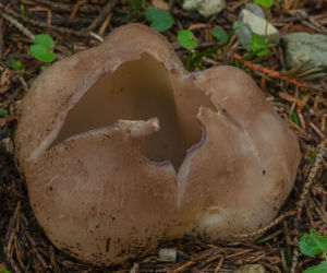 Koronica ozdobna 