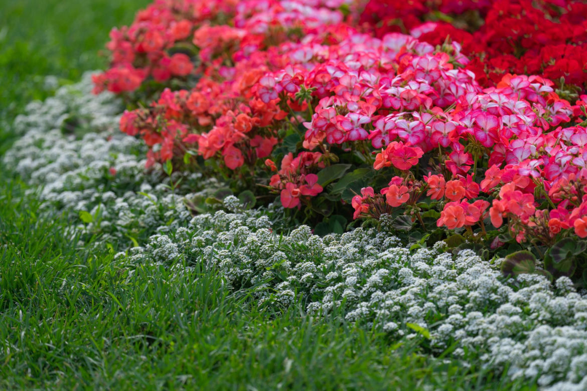 Pelargonie rabatowe 