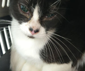 Piekło za zamkniętymi drzwiami. 18 zwierząt żyło wśród robactwa i śmieci!