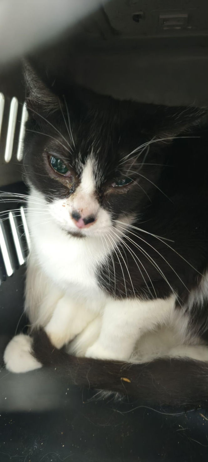 Piekło za zamkniętymi drzwiami. 18 zwierząt żyło wśród robactwa i śmieci!