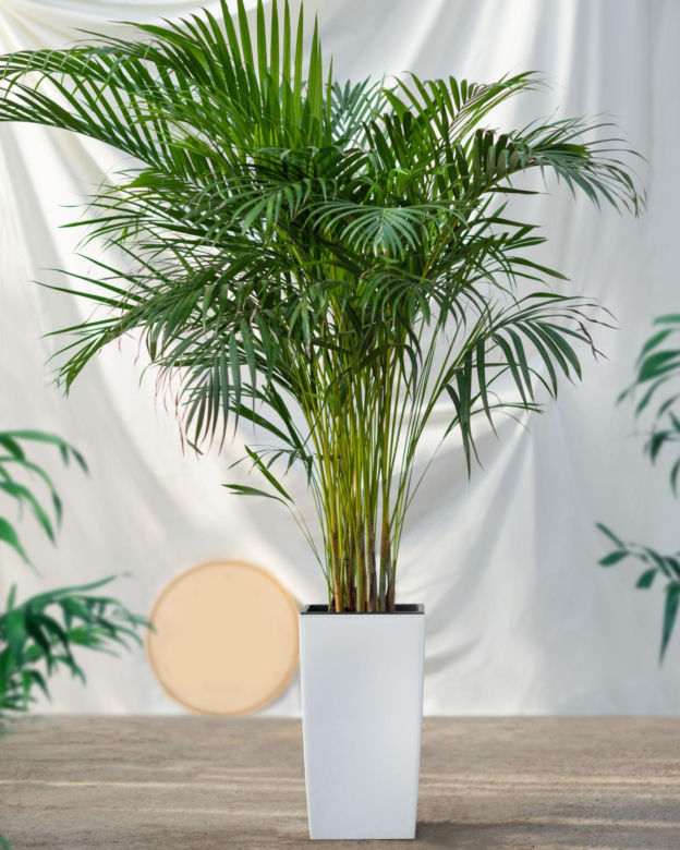 Palma areka