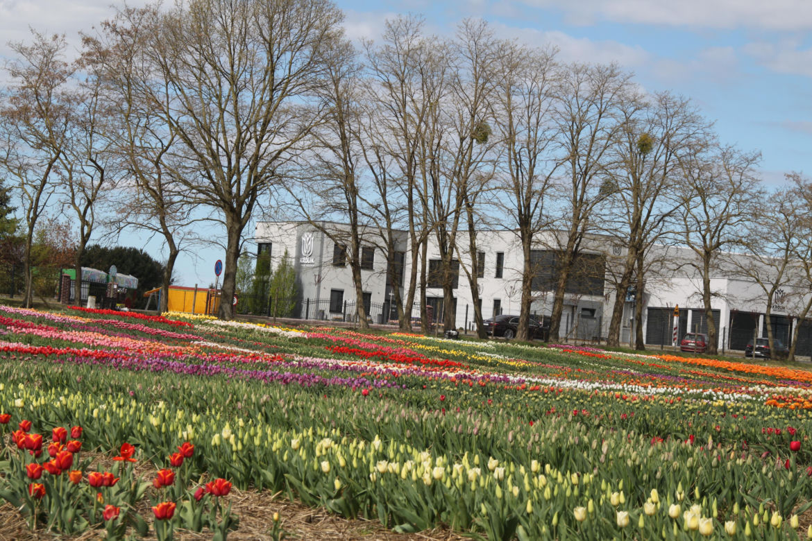 Tulipany na polach w Chrzypsku Wielkim