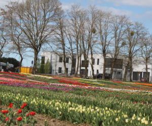Tulipany na polach w Chrzypsku Wielkim