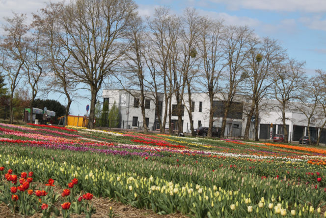 Tulipany na polach w Chrzypsku Wielkim