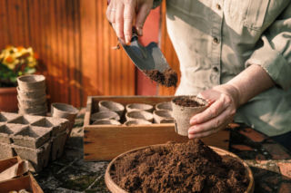 Wysiewasz nasiona na rozsadę? Nie używaj zwykłej ziemi, jeśli chcesz mieć obfite plony