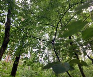 Plaga śmieci w lasach. Leśnicy z Przedborowa alarmują. Nawet bioodpady są zagrożeniem