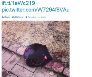 Twitter_czapka