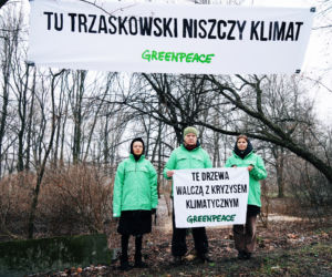 Aktywiści Greenpeace bronią drzew nad Wisłą
