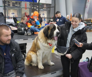 Międzynarodowa Wystawa Psów Rasowych Duo Cacib Kielce 2025