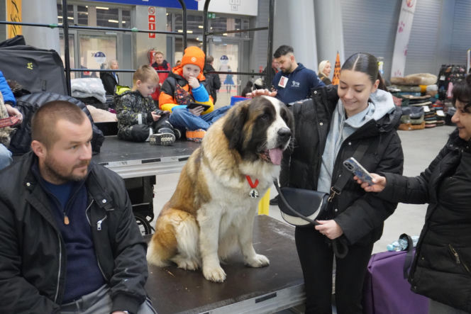 Międzynarodowa Wystawa Psów Rasowych Duo Cacib Kielce 2025