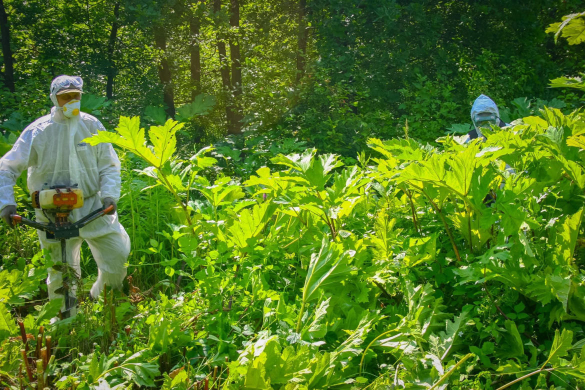 „Zemsta Stalina” pojawiła się w lasach w woj. lubelskim 