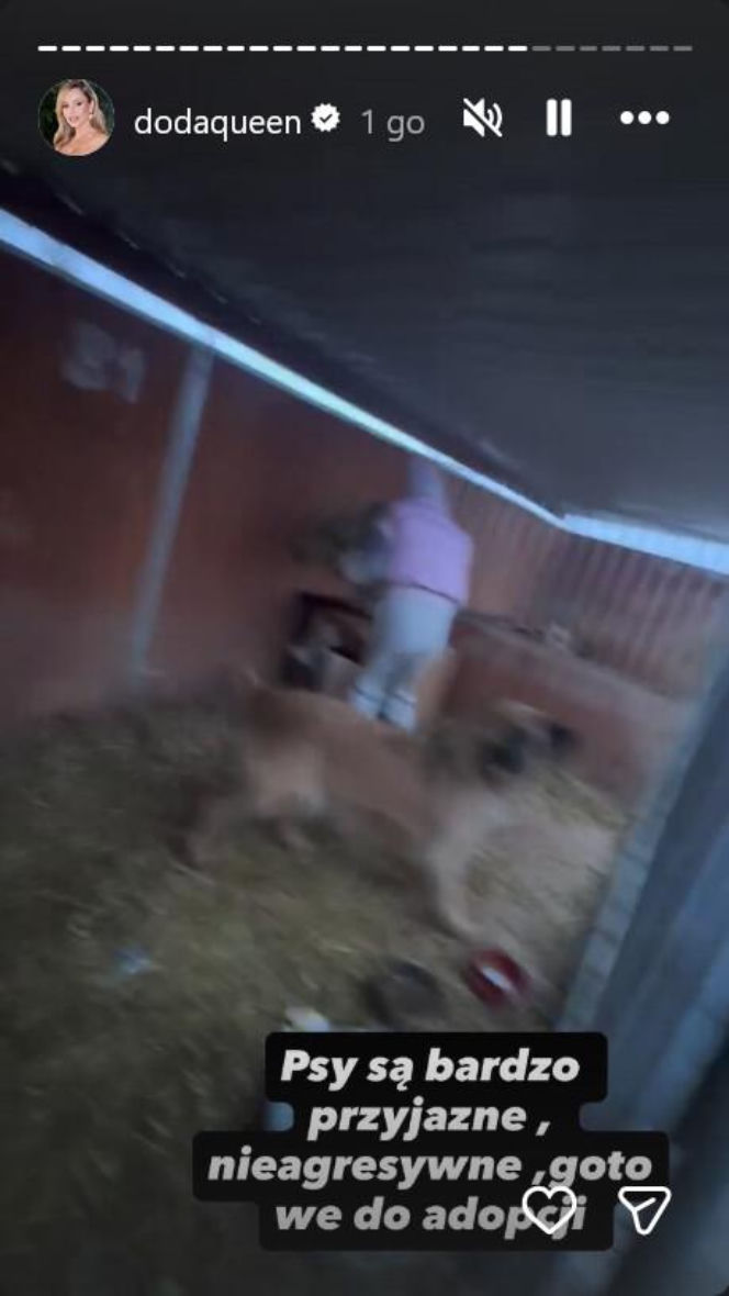 Koniec heroizmu Dody? Artystka mówi dość po dramatycznych wizytach w schroniskach