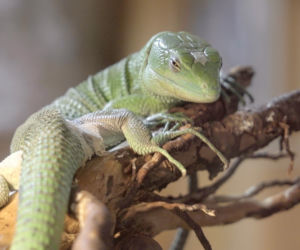 We wrocławskim zoo wykluła się jaszczurka ostrobrzucha