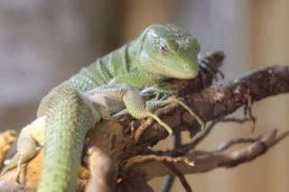 We wrocławskim zoo przyszedł na świat miniaturowy smok [ZDJĘCIA]