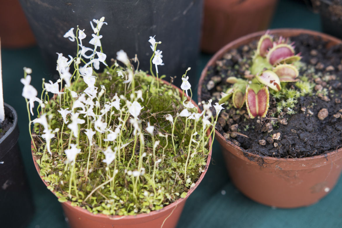 Wystawa Roślin Owadożernych w Ogrodzie Botanicznym