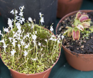 Wystawa Roślin Owadożernych w Ogrodzie Botanicznym