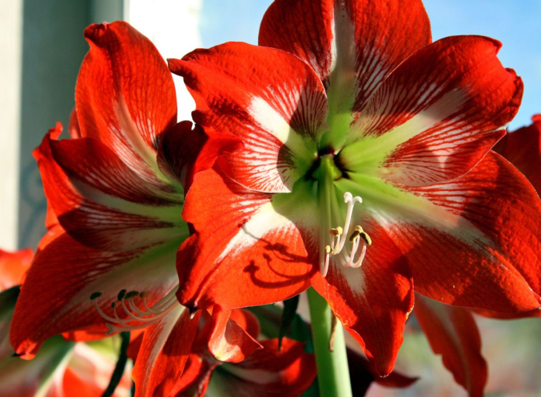 Hippeastrum