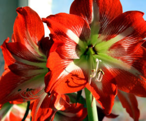 Hippeastrum