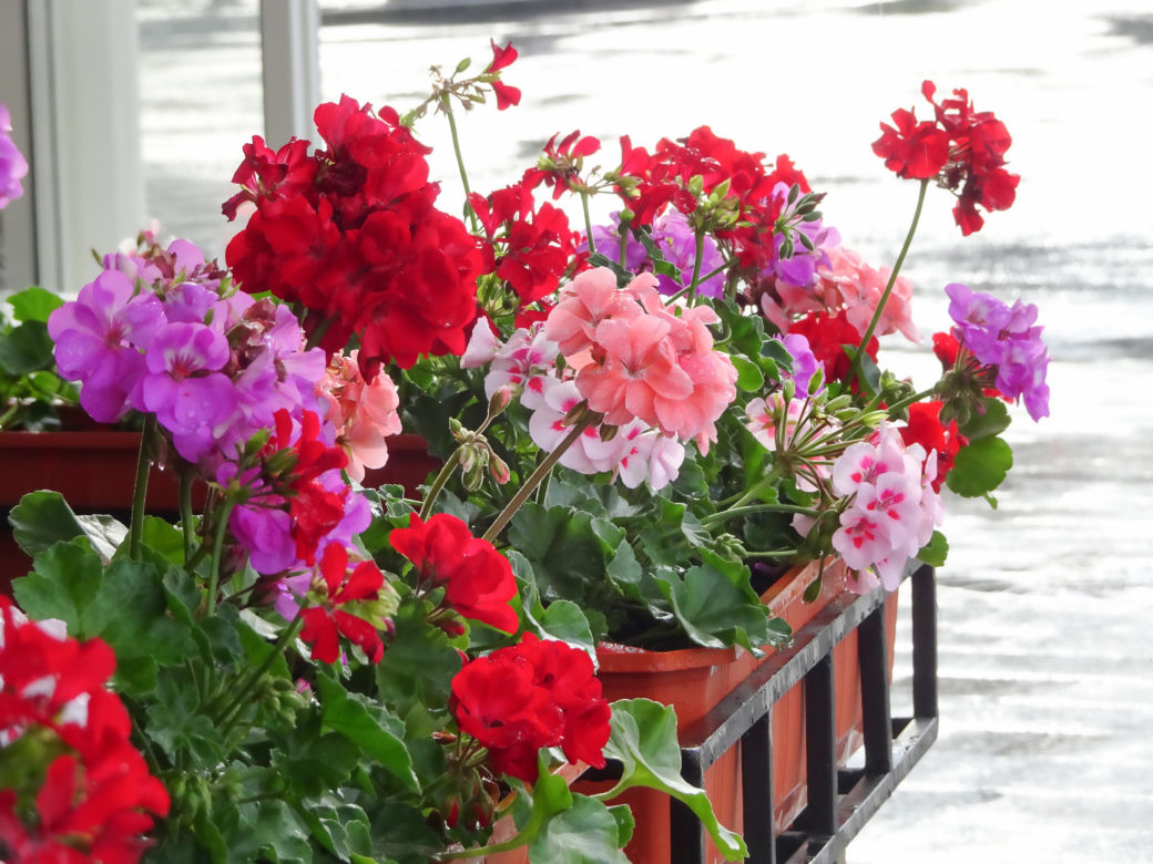 Pelargonie na balkonie