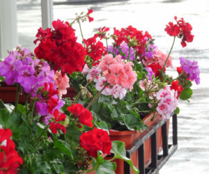 Zanim schowasz pelargonie na zimę, sprawdź jedną rzecz. Nie wszystkie potrzebują tego samego sposobu pielęgnacji