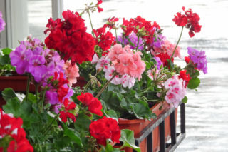 Zmarniałe pelargonie odzyskują wigor. Francuscy ogrodnicy mają sposób na ożywienie kwiatów, by kwitły jeszcze długo po zakończeniu lata. Domowy nawóz do pelargonii