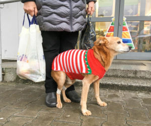 Ubierasz psa zimą w sweterek? Nie rób tego! Lekarz weterynarii apeluje