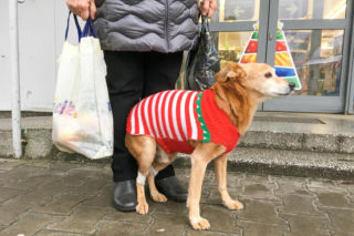 Ubierasz psa zimą w sweterek? Nie rób tego! Lekarz weterynarii apeluje