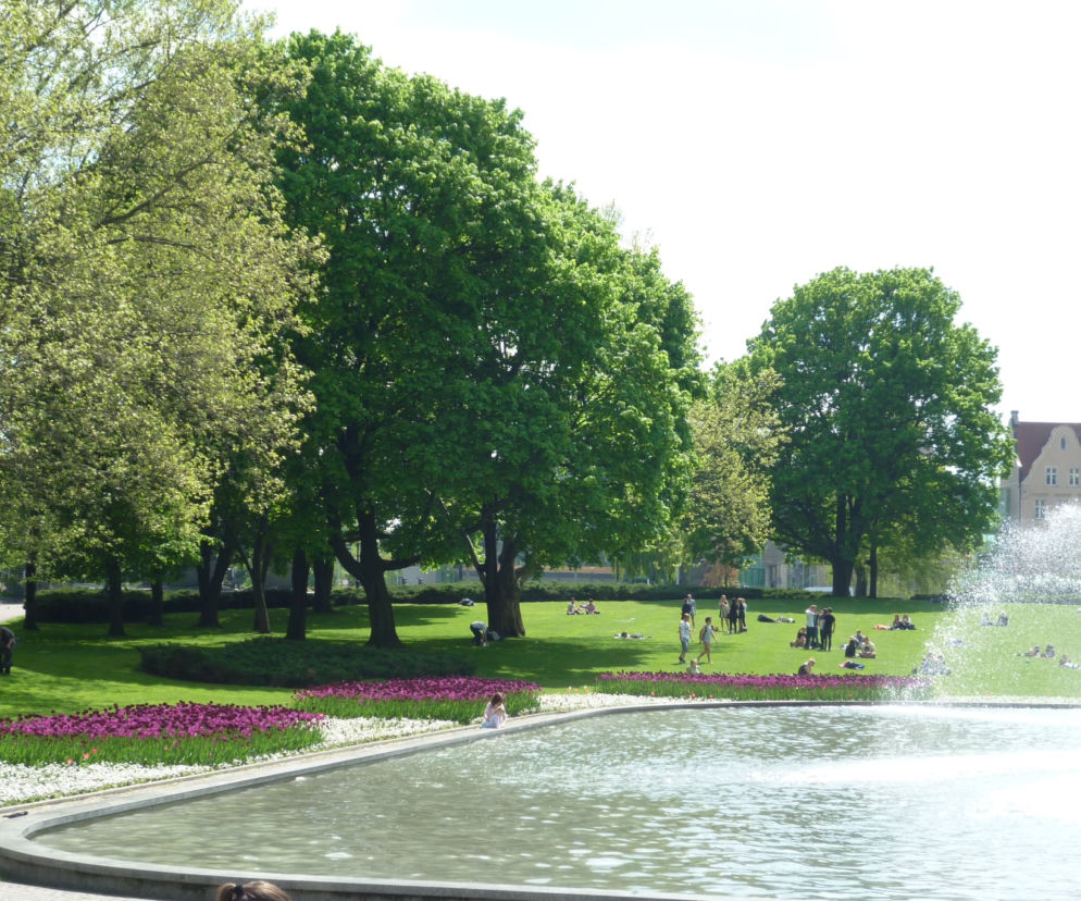 Fale dźwiękowe mówią o kondycji drzew w poznańskich parkach!