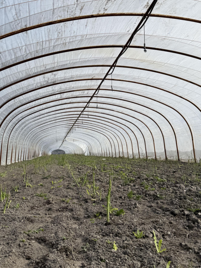 Żabka Prosto od rolnika