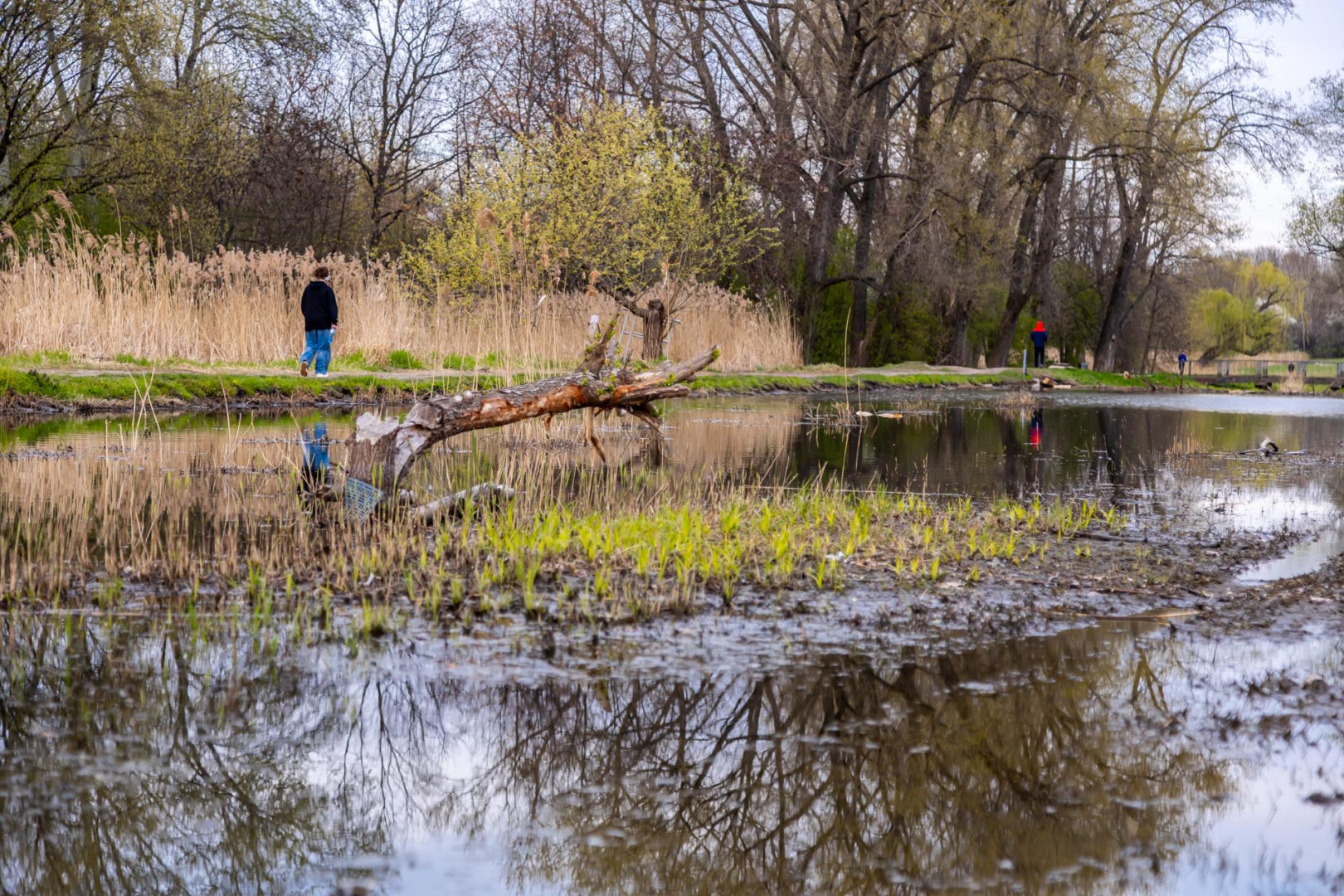 Bobrowe tamy na Potoku Służewieckim w Warszawie