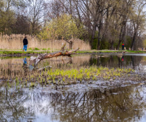 Bobrowe tamy na Potoku Służewieckim w Warszawie