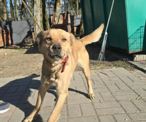 Przywiązana do drzewa i pozostawiona sama w lesie. Suczka cudem przeżyła!