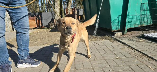 Przywiązana do drzewa i pozostawiona sama w lesie. Suczka cudem przeżyła!