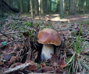 Rosną jak grzyby po deszczu! Grzybiarze szykują się na żniwa