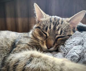 Bezdomne koty zimą: Jak pomóc im przetrwać mrozy? Poradnik 