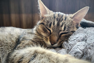 Bezdomne koty zimą: Jak pomóc im przetrwać mrozy? Poradnik 