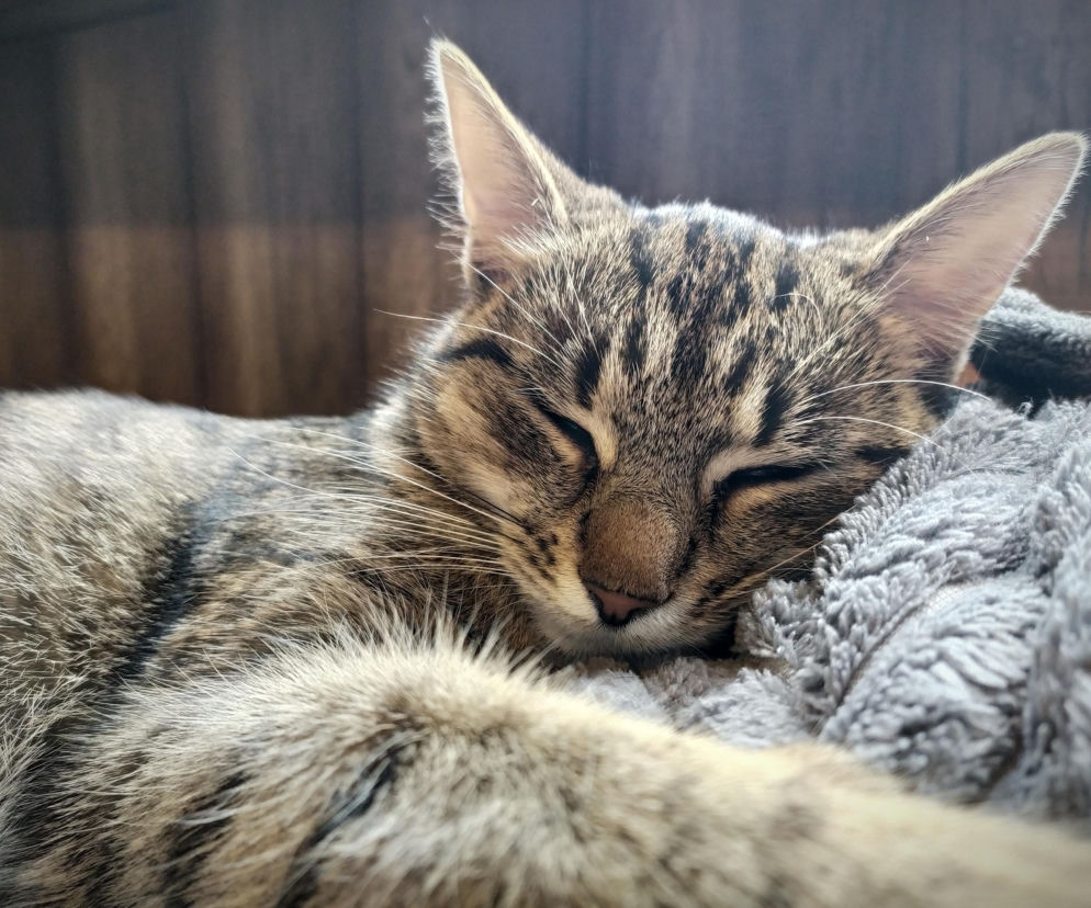 Bezdomne koty zimą: Jak pomóc im przetrwać mrozy? Poradnik 